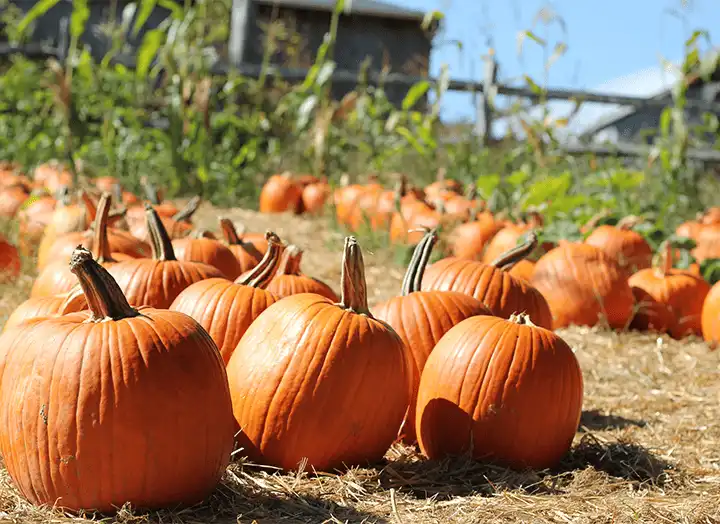 Pumpkin Powder: Protein Content, Benefits, and How to Use